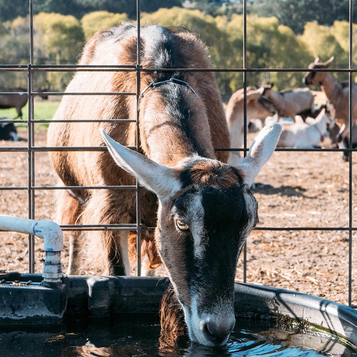 Discover Half Moon Bay: Stunning Coastal Views and Gourmet Eats Just an Hour from San Francisco