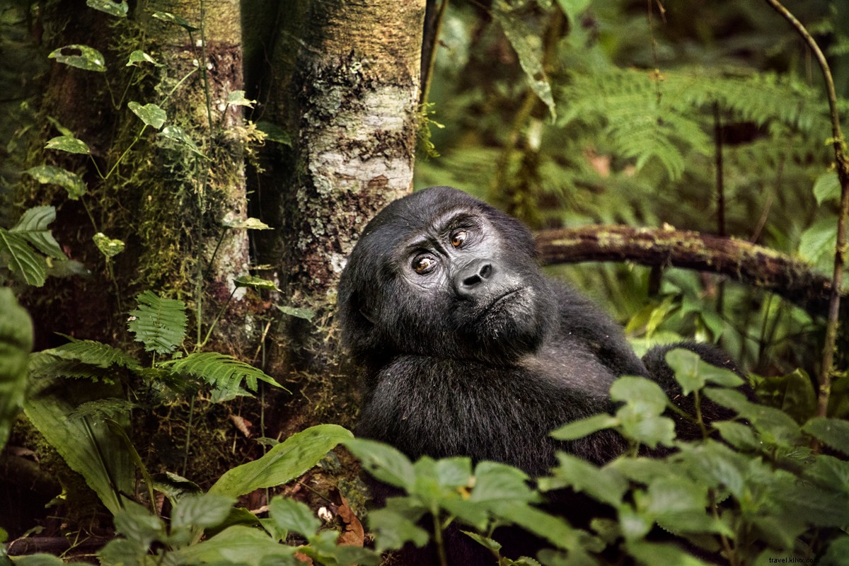 Steve McCurry s Expert Guide: Capturing Stunning Mountain Gorilla Photos