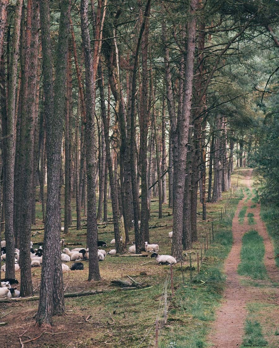 Sisilia Tiseli: Capturing Faraway Wonders in Soothing Hues