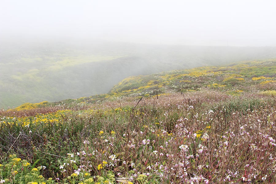 Big Sur Awaits: Why Now Is the Perfect Time to Visit California s Stunning Coast