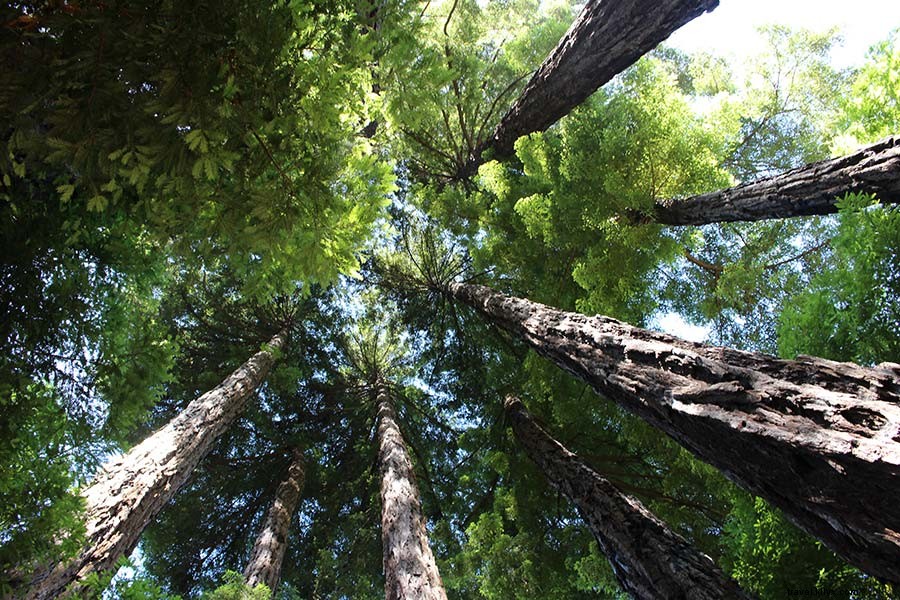 Big Sur Awaits: Why Now Is the Perfect Time to Visit California s Stunning Coast