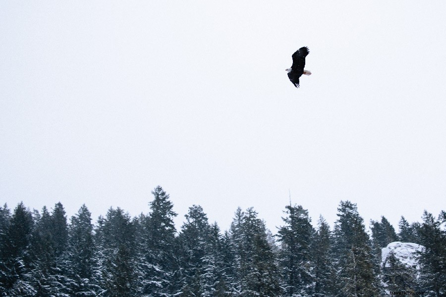 Witness 3,000+ Bald Eagles: Epic Bird-Watching in Squamish, British Columbia