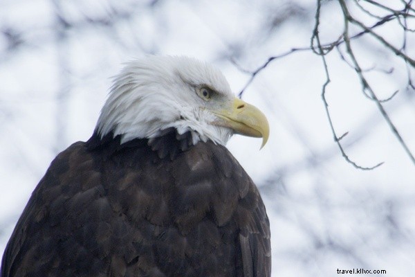 Witness 3,000+ Bald Eagles: Epic Bird-Watching in Squamish, British Columbia