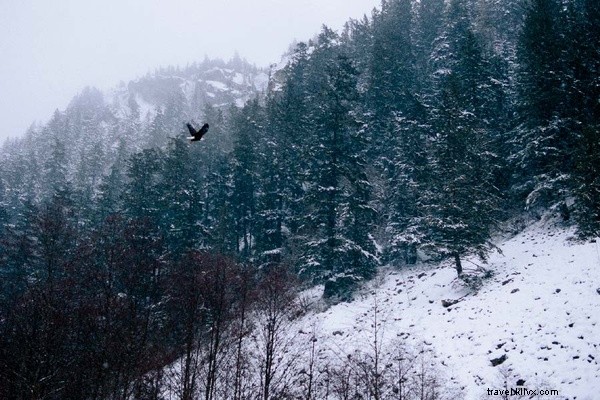 Witness 3,000+ Bald Eagles: Epic Bird-Watching in Squamish, British Columbia