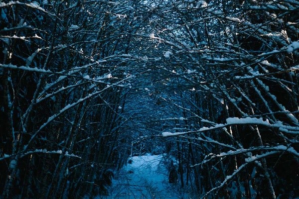 Witness 3,000+ Bald Eagles: Epic Bird-Watching in Squamish, British Columbia