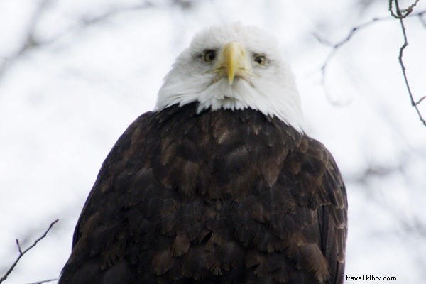 Witness 3,000+ Bald Eagles: Epic Bird-Watching in Squamish, British Columbia