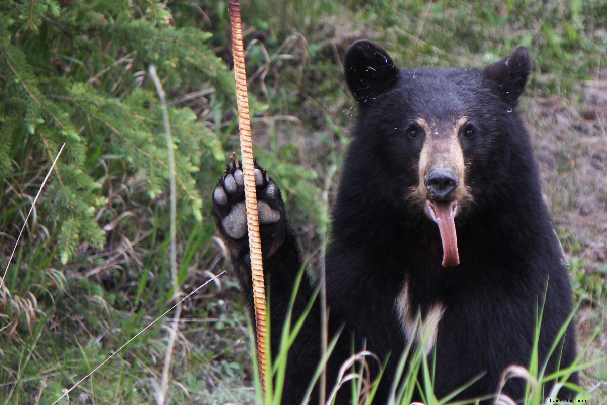 Exploring Canada s Wilderness: Jasper National Park and Scenic Rail Adventures