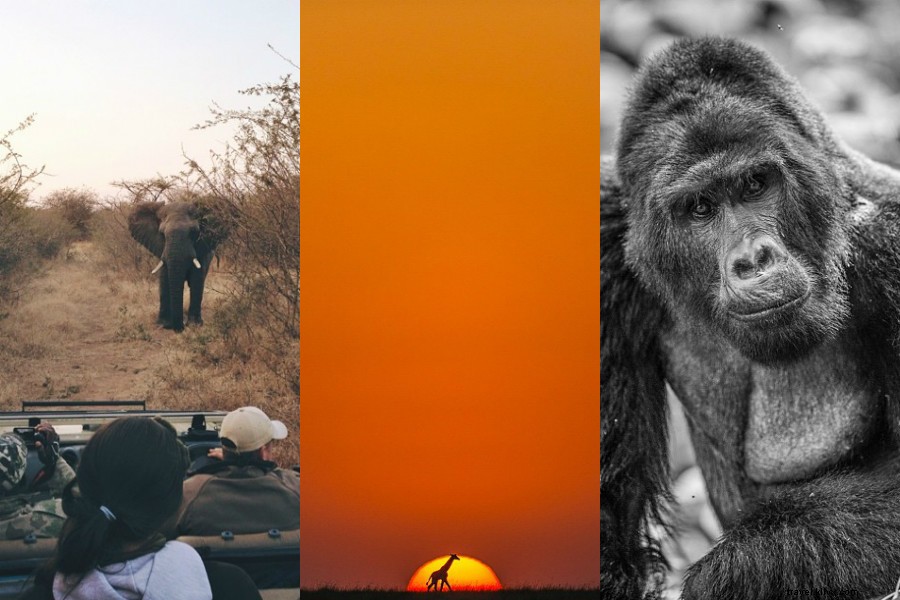 14 Stunning Photos: Majestic Giraffes, Breathtaking Sunrises, and Thrilling African Adventures