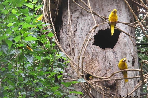 Exclusive Iguassu Falls Access: Brazil s Belmond Hotel das Cataratas