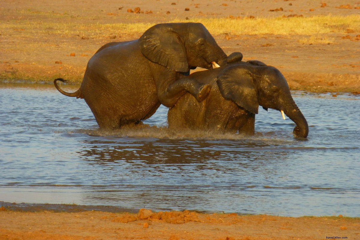 Zim, Zam, Zowie: Epic Safari Adventures in Zimbabwe and Zambia