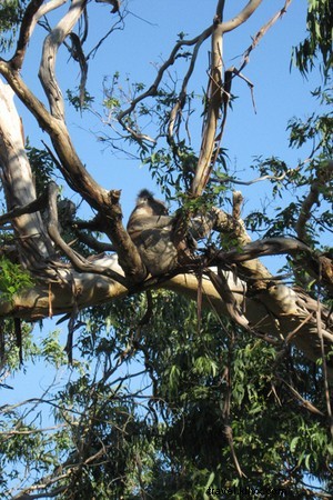 Koalas, Nightmares, and Sleepless Nights: The Sounds of an Australian Summer
