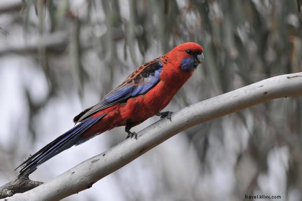 Koalas, Nightmares, and Sleepless Nights: The Sounds of an Australian Summer