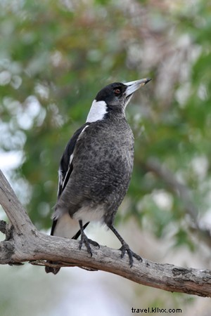 Koalas, Nightmares, and Sleepless Nights: The Sounds of an Australian Summer