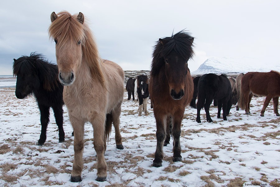 Escape Iceland s Crowds: Why Off-Season Travel is Unmissable