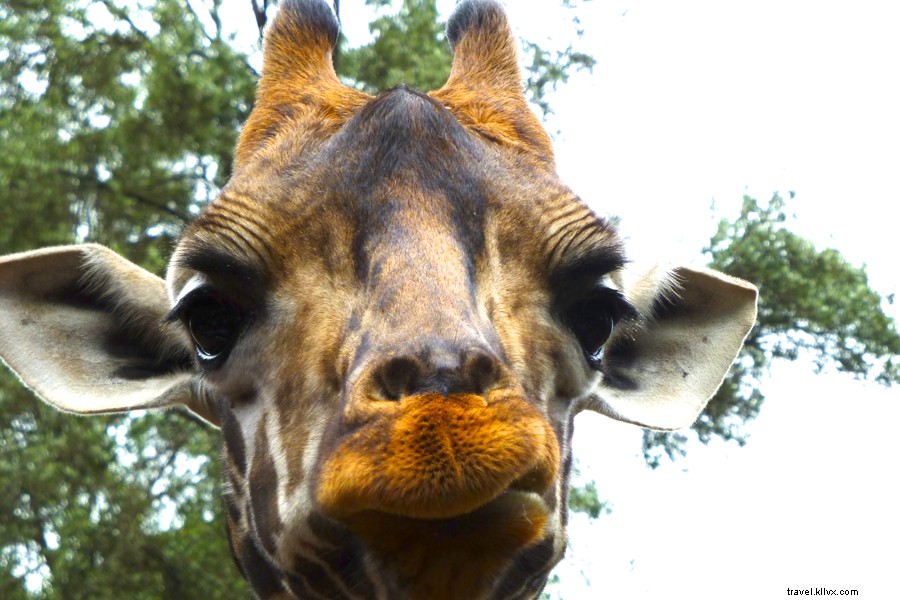 Mysteries of Kenyan Wildlife: Zen Koans Inspired by an Epic Safari