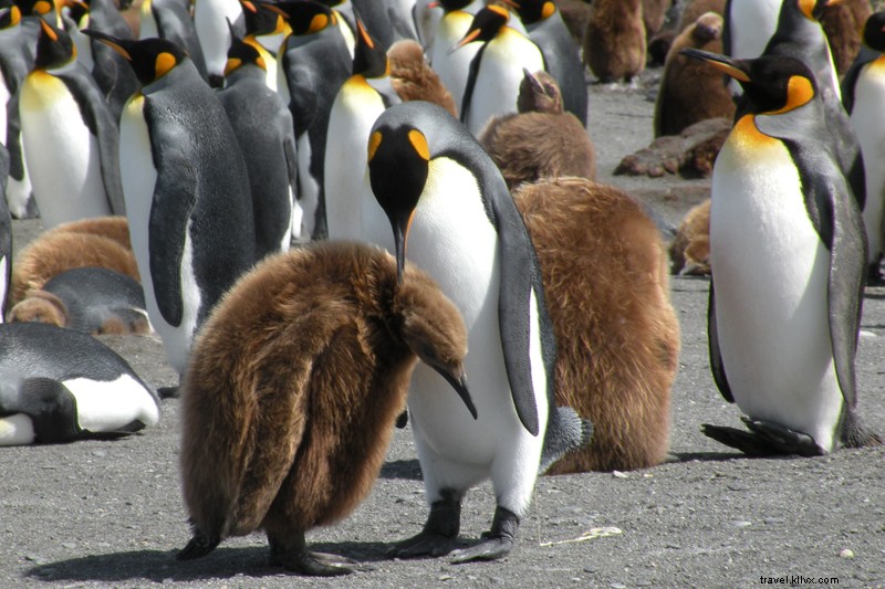 Majestic King Penguins of St. Andrews Bay, South Georgia, Antarctica
