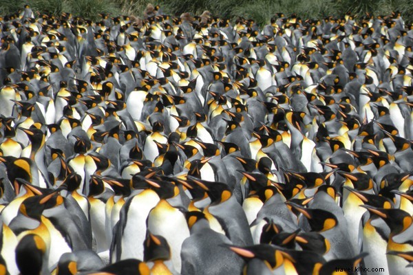 Majestic King Penguins of St. Andrews Bay, South Georgia, Antarctica
