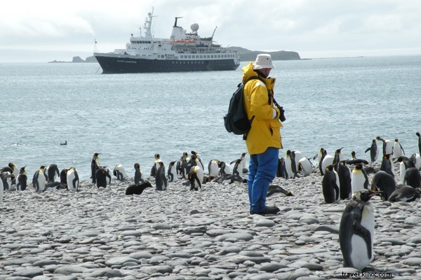 Majestic King Penguins of St. Andrews Bay, South Georgia, Antarctica