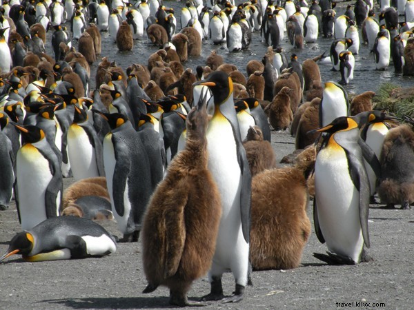 Majestic King Penguins of St. Andrews Bay, South Georgia, Antarctica