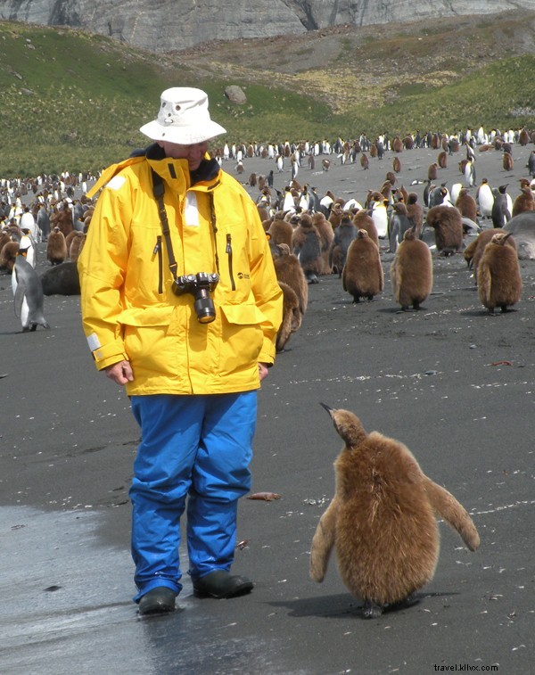 Majestic King Penguins of St. Andrews Bay, South Georgia, Antarctica