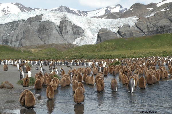Majestic King Penguins of St. Andrews Bay, South Georgia, Antarctica