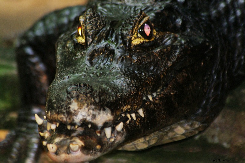 Reality Bites: Thrilling Adventures in Brazil s Pantanal Jungle