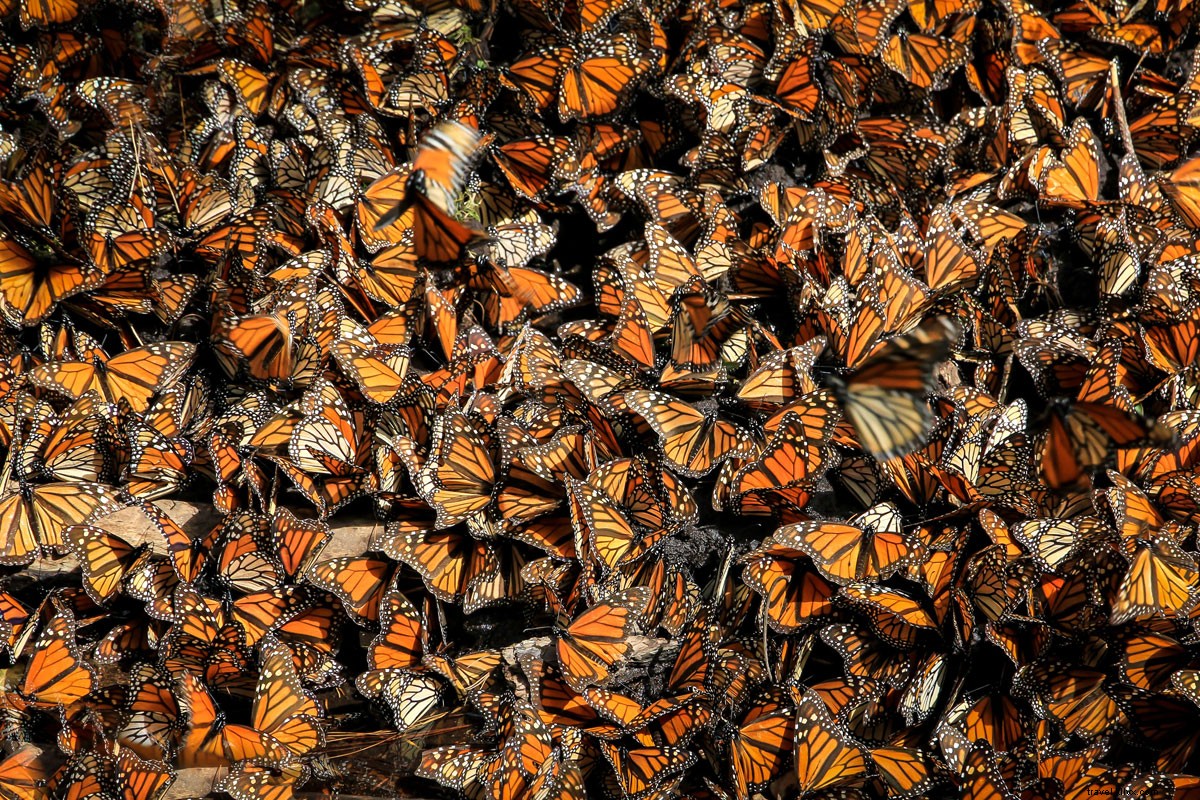 Safe Mexico Road Trip: Monarch Butterflies Blanket Michoacán
