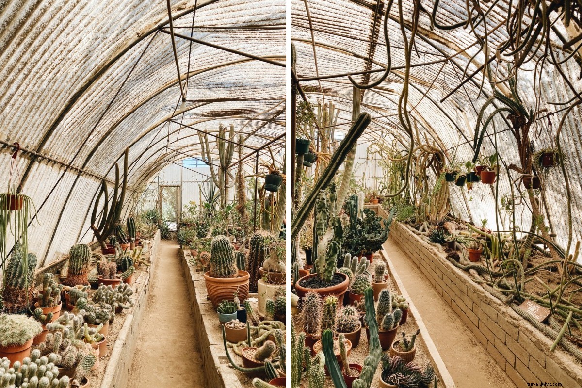 Revitalized in Palm Springs Desert: Awe-Inspiring Landscapes and Retro Charm