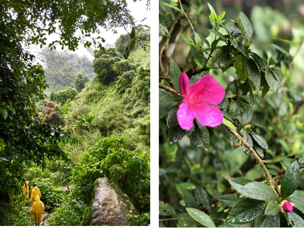 Elevate Your Escape: Blissful Retreat at Strawberry Hill in Jamaica s Blue Mountains