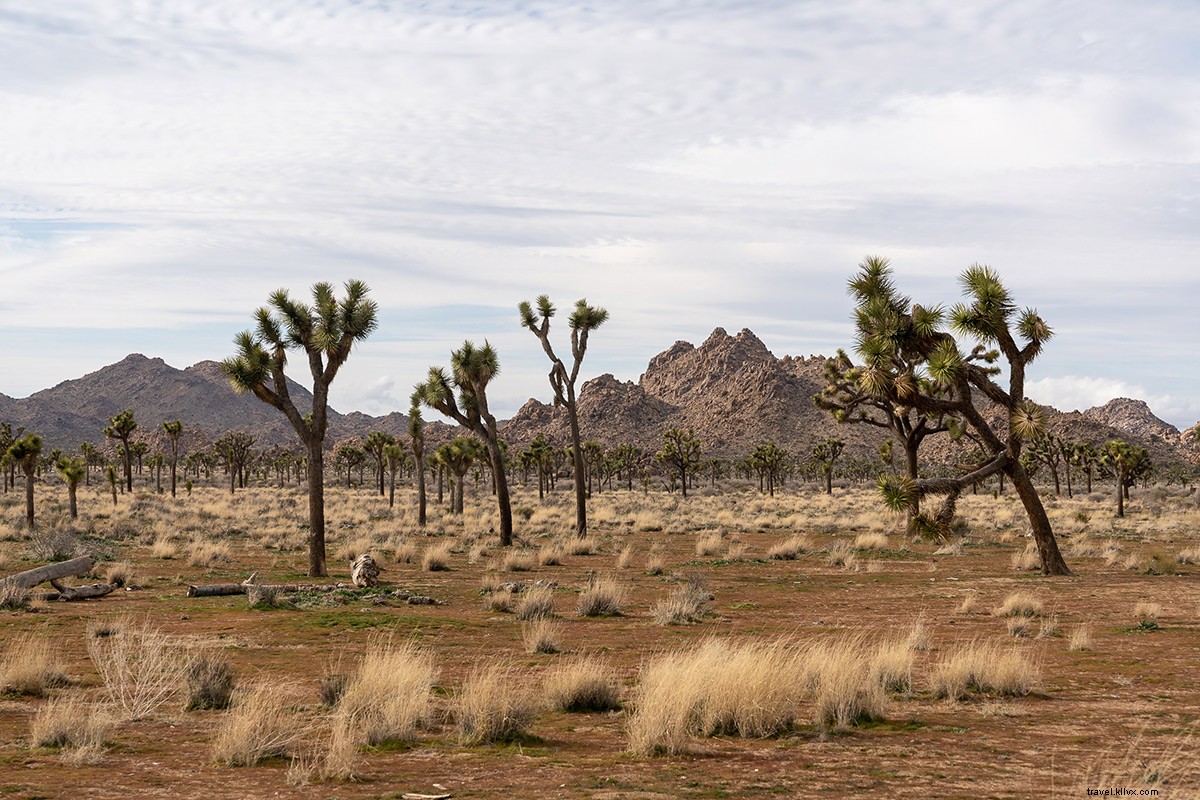 Joshua Tree & Los Angeles: Editor s Sun-Drenched Escape from NYC Winters