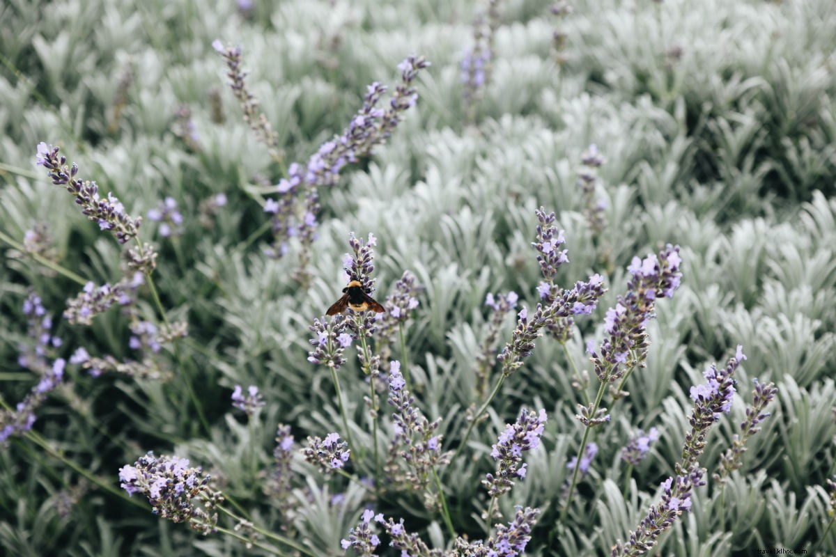 Escape to Serenity: Lavender Farm Stay in New Mexico s Desert Oasis
