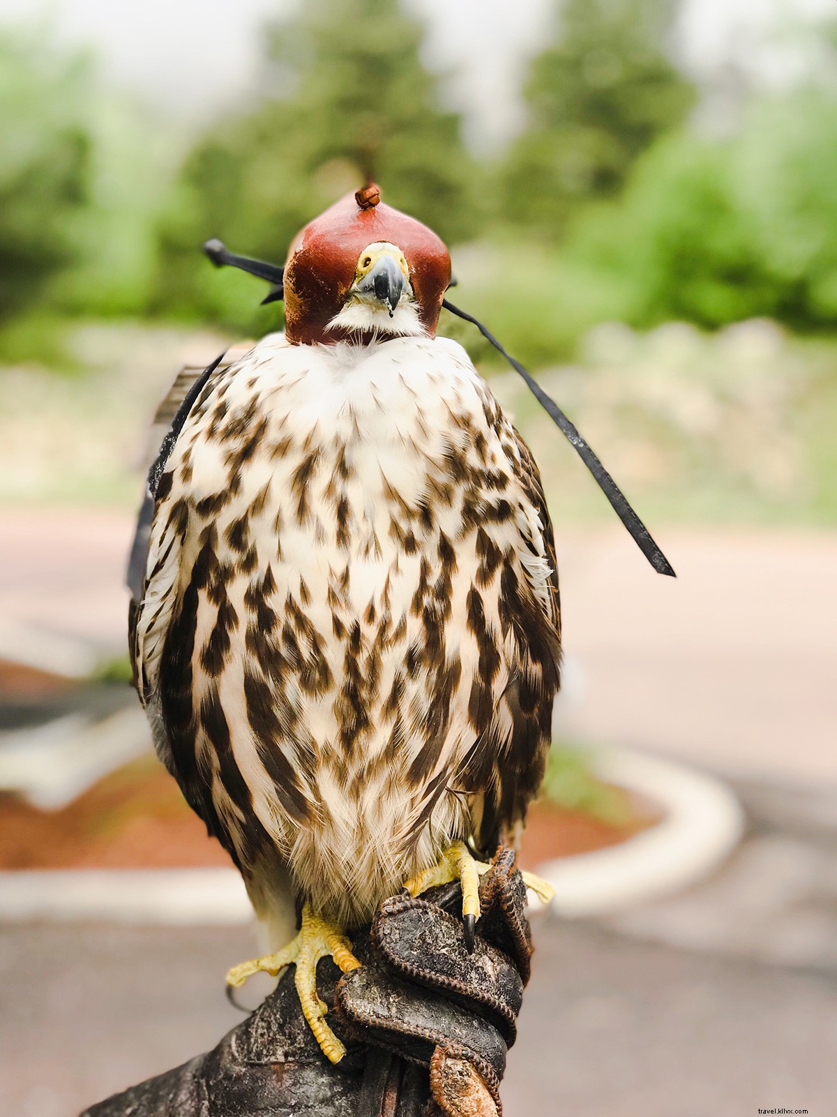 Timeless Luxury: Fine Dining and Classic Fun at The Broadmoor, Grand Dame of the Colorado Rockies