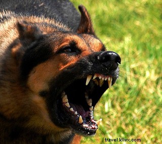 How Blueberry Yogurt Saved My Life in Playa del Carmen