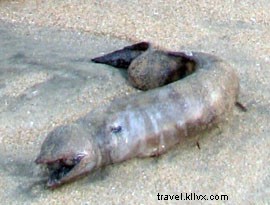 Should Travel Warnings Stop Your Next Adventure? Expert Insights