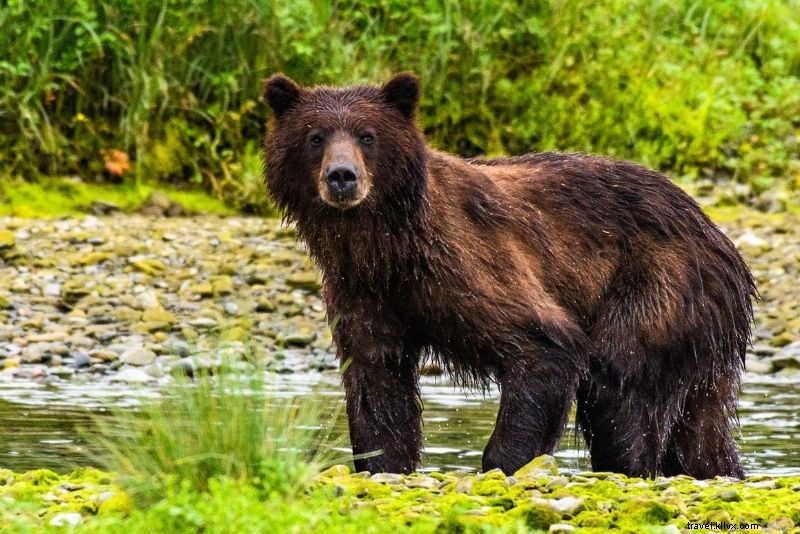 42 Must-Do Activities in Juneau, Alaska: Ultimate Adventure Guide