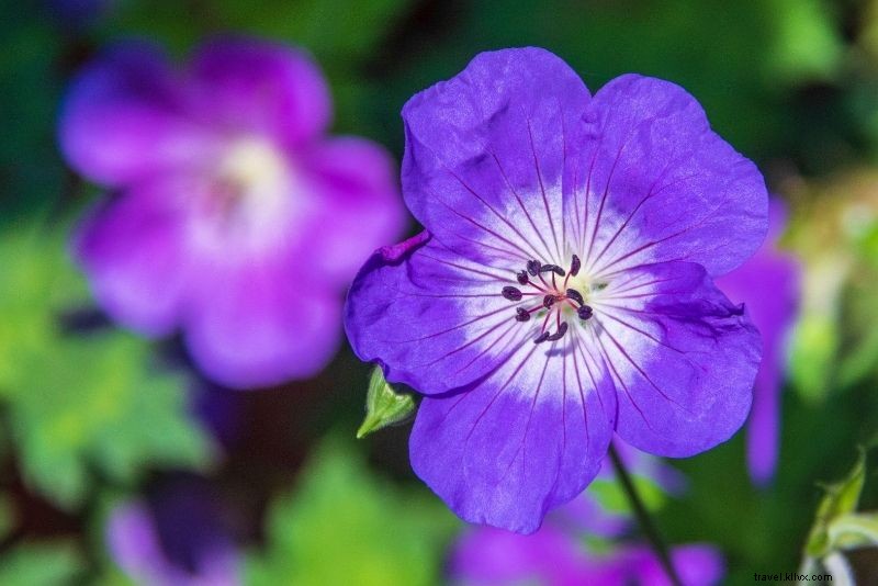 42 Must-Do Activities in Juneau, Alaska: Ultimate Adventure Guide