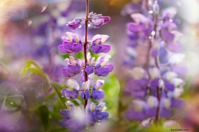 Discover 40 Exciting Things to Do in Fairbanks, Alaska: Midnight Sun & Northern Lights