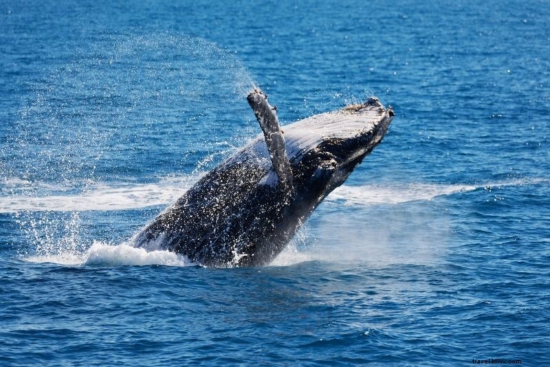 Discover 58 Exciting Things to Do in Portland, Maine – Ultimate Guide