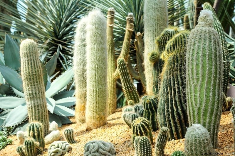 Discover 56 Fun & Unique Things to Do in Palm Springs, California