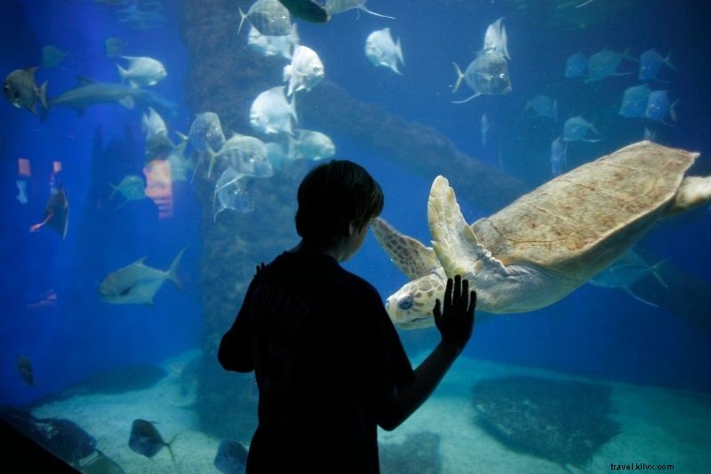 Discover 42 Must-Do Things in Norfolk, Virginia: Ultimate Guide