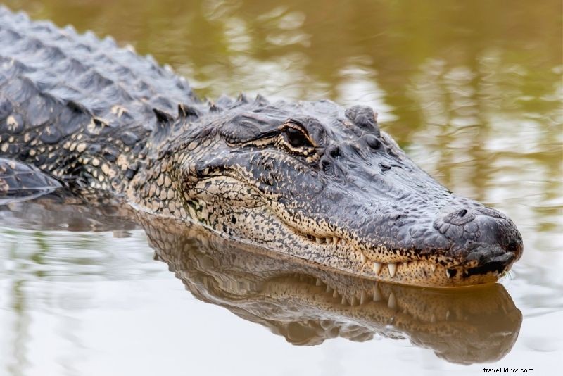 Discover 42 Must-Do Things in Norfolk, Virginia: Ultimate Guide