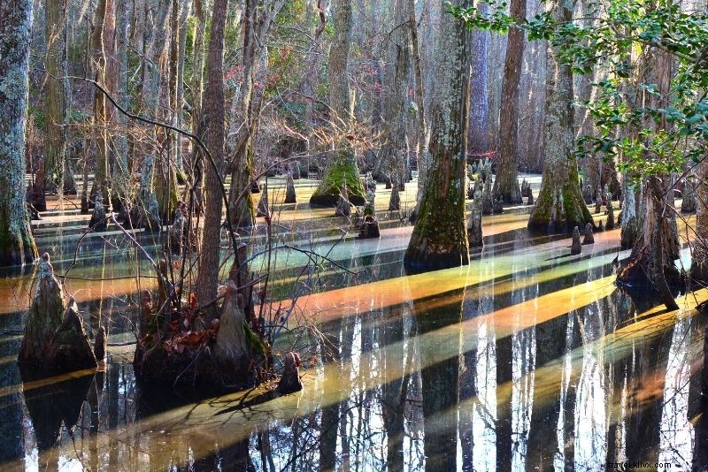 Discover 64 Fun & Unique Things to Do in Virginia Beach, VA