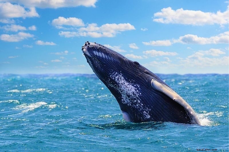 Discover 64 Fun & Unique Things to Do in Virginia Beach, VA