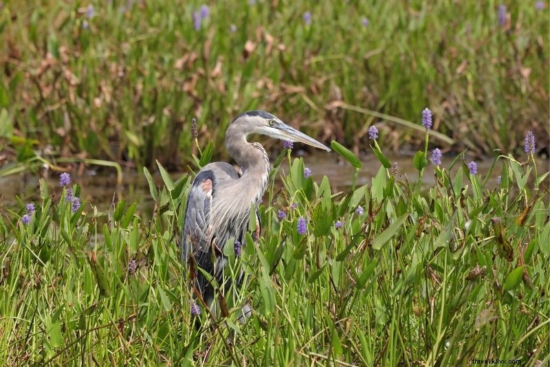 Discover 64 Fun & Unique Things to Do in Virginia Beach, VA