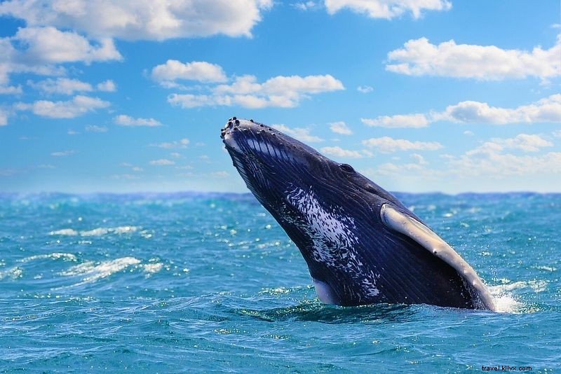 Top 50 Fun Things to Do in Quebec City: Ultimate Travel Guide