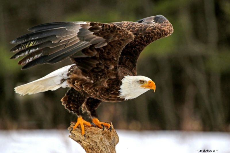 51 Must-Do Activities in Jackson Hole, Wyoming: Ultimate Adventure Guide