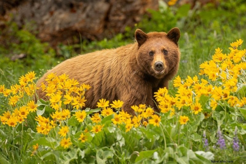 51 Must-Do Activities in Jackson Hole, Wyoming: Ultimate Adventure Guide