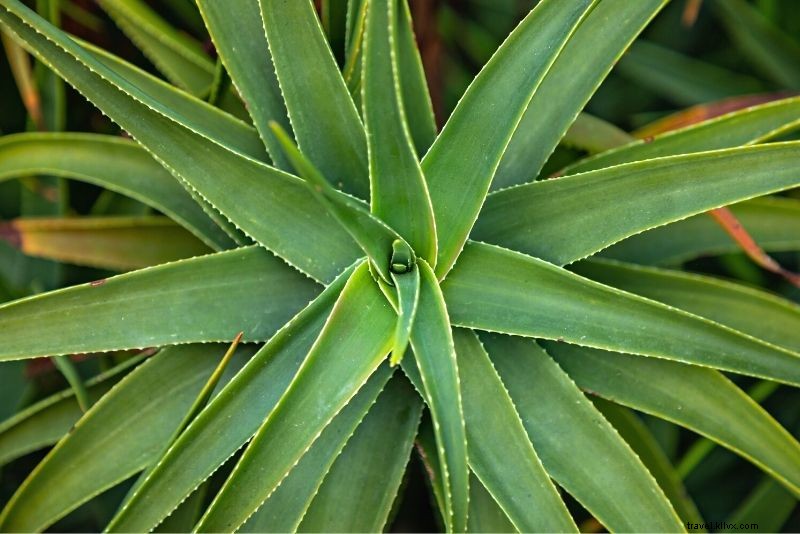 Discover 72 Fun & Unusual Things to Do in Aruba: Ultimate Adventure Guide