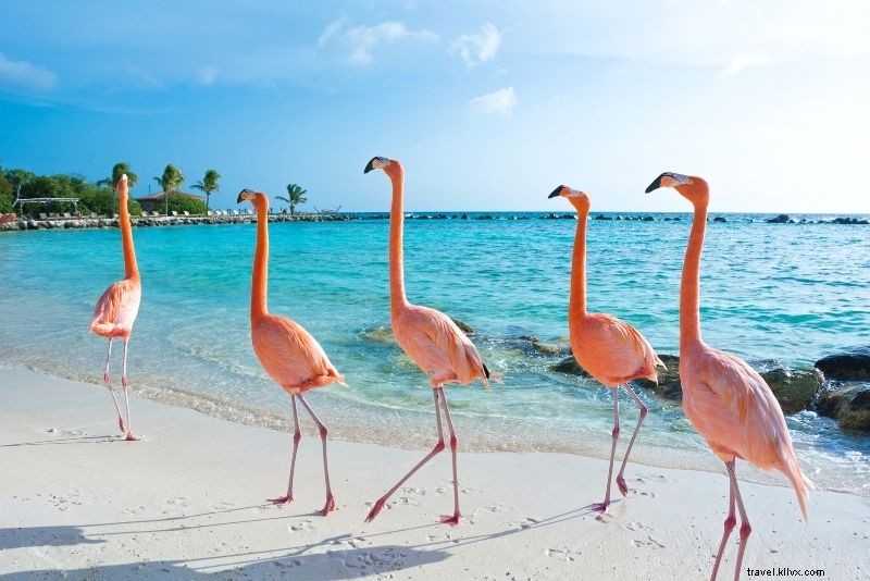 Discover 72 Fun & Unusual Things to Do in Aruba: Ultimate Adventure Guide