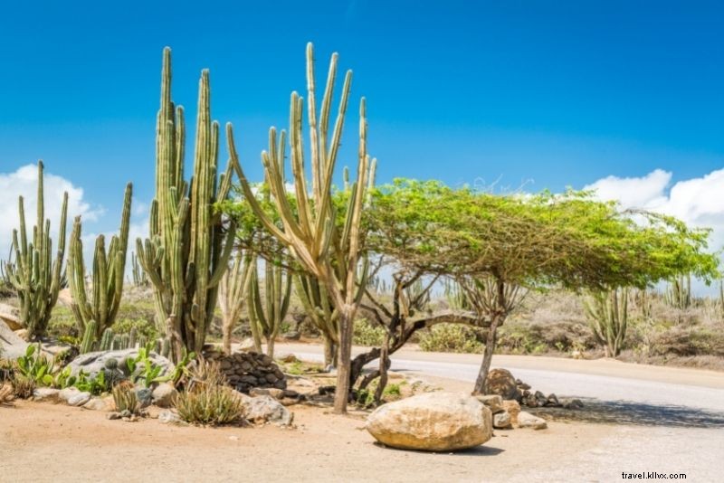 Discover 72 Fun & Unusual Things to Do in Aruba: Ultimate Adventure Guide